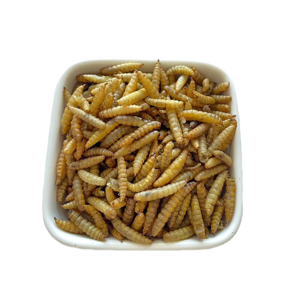 Calcium worms provide your pet with nutritious and sustainable feed options