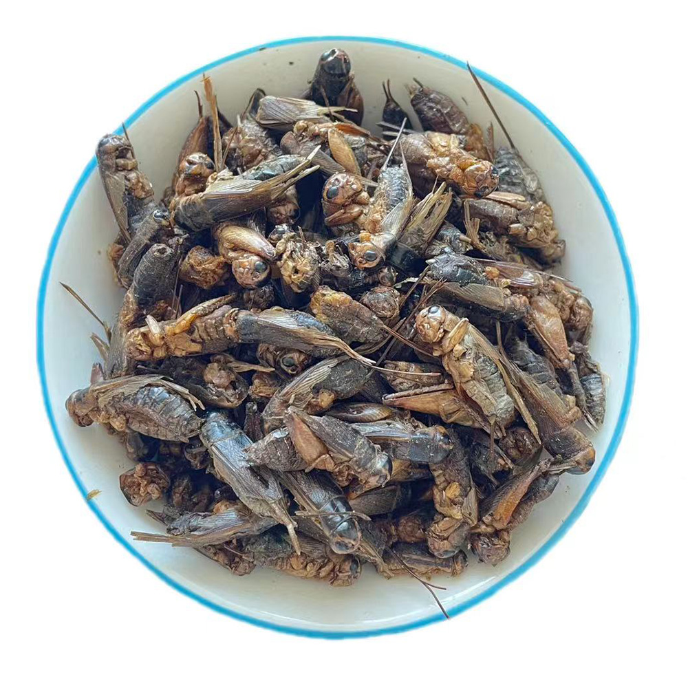 Discover the Health Benefits of Our Crunchy Dried <a href='/crickets/'>Crickets</a>