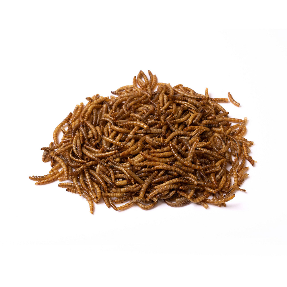 Dry yellow mealworms are healthy and nutritious